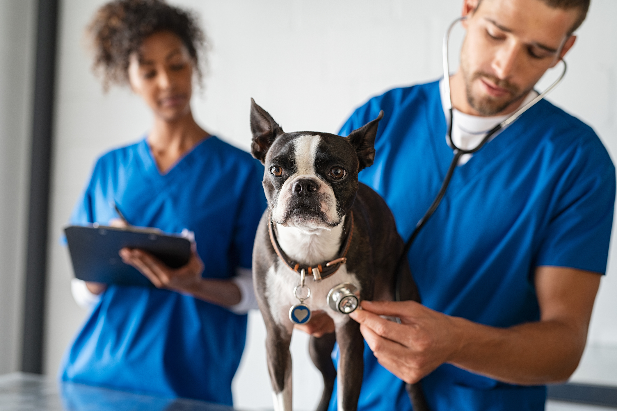 Resources for Veterinarians